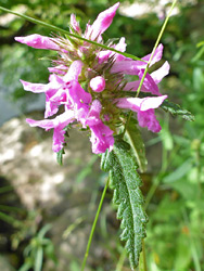 Leaves and flowers