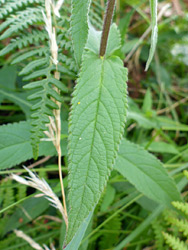 Finely toothed leaves