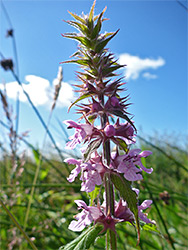 Marsh hedgenettle