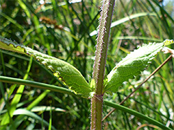 Square, hairy stem