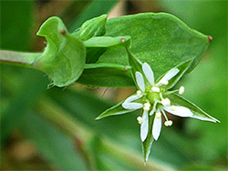 Leaf and flower