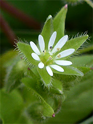 Stellaria media