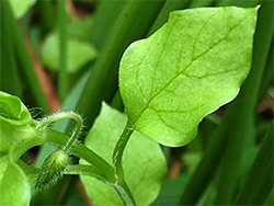Yellow-green leaf