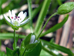 Stellaria neglecta