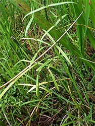 Slender stems