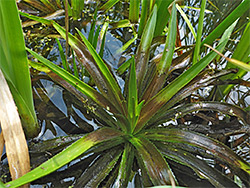 Stratiotes aloides