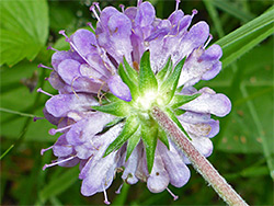 Hairy stem and bracts