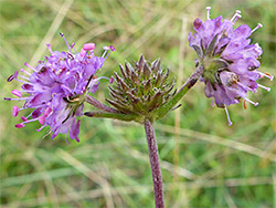 Branched inflorescence