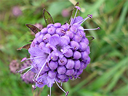 Spherical flower cluster