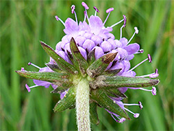 Devil's-bit scabious