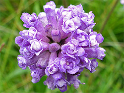 Spherical flower cluster