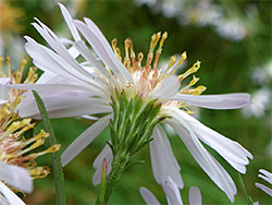 Confused michaelmas daisy