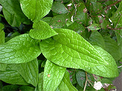 Prominently-veined leaves