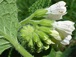 Developing inflorescence
