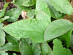 Stongly-veined leaves