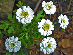 Tanacetum parthenium