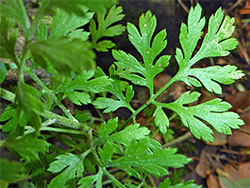 Pinnate leaf