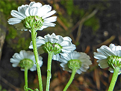 Green phyllaries and white florets