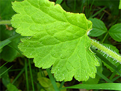 Bristly leaf