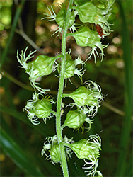 Green flowers