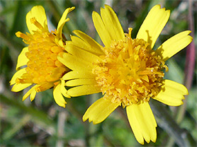 Tephroseris integrifolia