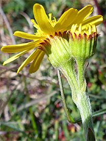 Hairy phyllaries