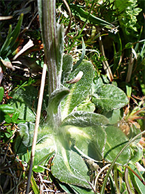 Basal leaves