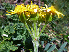 Clustered inflorescence