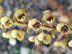 Developing fruits