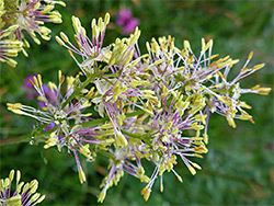 Thalictrum flavum