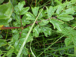 Leaves and lower stem