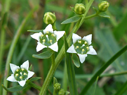 Bastard toadflax