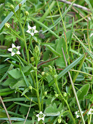 Uk Wildflowers Santalaceae Thesium Humifusum Bastard Toadflax