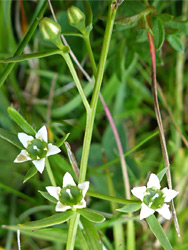 Uk Wildflowers Santalaceae Thesium Humifusum Bastard Toadflax