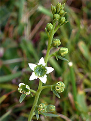 Uk Wildflowers Santalaceae Thesium Humifusum Bastard Toadflax