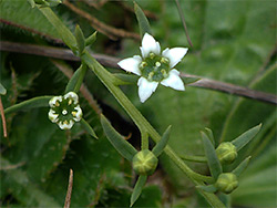 Uk Wildflowers Santalaceae Thesium Humifusum Bastard Toadflax