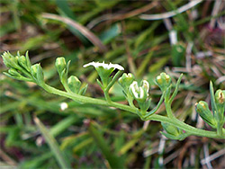 Flowers and buds