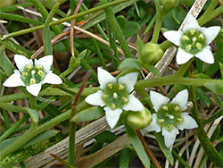 Uk Wildflowers Santalaceae Thesium Humifusum Bastard Toadflax