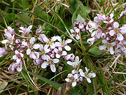 Group of flowers