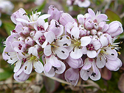 Alpine pennycress