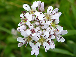 Flower cluster