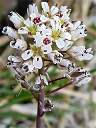 Dense flower cluster