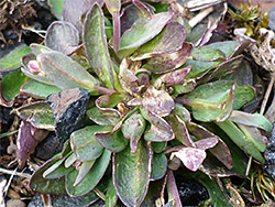 Basal leaves