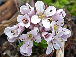 Pinkish-white flowers