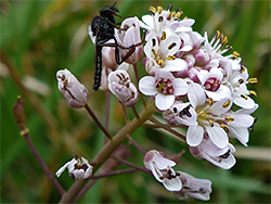 Fly on a flower