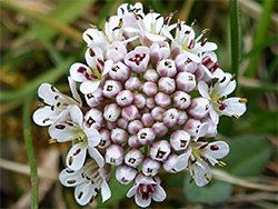 Developing inflorescence