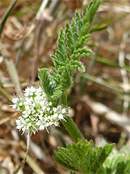 Leaf and flowers