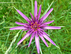 Tragopogon porrifolius