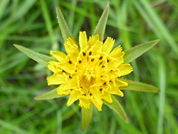 Yellow florets and green bracts