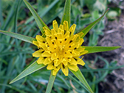 Meadow salsify